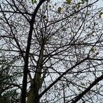 Alnus incana Hàbitat