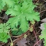 Geranium himalayense Fuelha