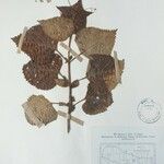 Isodon scrophularioides Otro