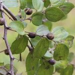 Ziziphus mucronata ഇല