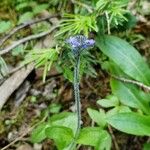 Veronica wormskjoldii Blomst