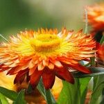 Xerochrysum bracteatum ᱵᱟᱦᱟ