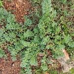 Coldenia procumbens Feuille