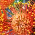 Leucospermum erubescens Květ