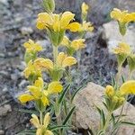 Phlomis lychnitis অভ্যাস