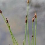 Juncus biglumis Buveinė