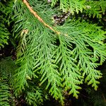 Thuja plicata Foglia