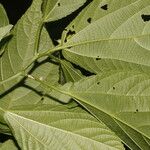 Acalypha schiedeana 葉