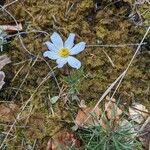 Pulsatilla alpinaBlüte