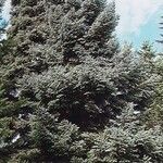 Abies cephalonica Hábito