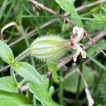 Silene latifolia Fruchs