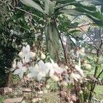 Clerodendrum indicum Folha
