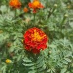 Tagetes patulaBloem