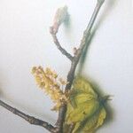 Acer cissifolium Цвят