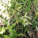 Cerastium glomeratum Žiedas