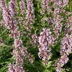 Nepeta grandiflora Flor