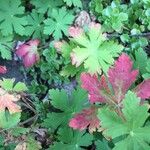 Geranium lucidumList