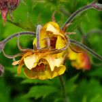 Geum rivale Lorea