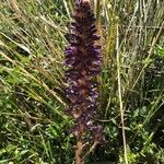 Orobanche lavandulacea Flor