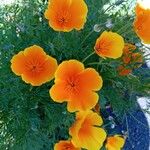 Eschscholzia californicaFlower