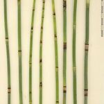 Equisetum × moorei Ďalší