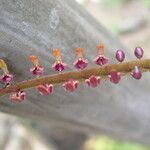 Bulbophyllum falcatum Flower