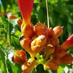 Campsis radicans Otro