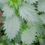 Urtica urens ഇല