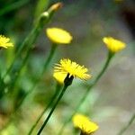 Scorzoneroides autumnalis Flower