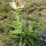 Cirsium spinosissimum Habit