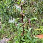 Scrophularia trifoliata Libunga