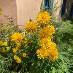 Rudbeckia laciniataFlower