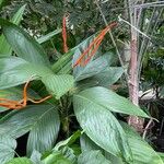 Chamaedorea ernesti-augusti Hoja
