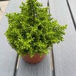 Hebe cupressoides 葉