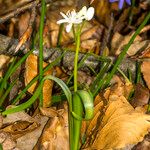 Scilla verna Blüte