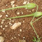 Erodium gruinum Fruit