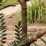 Sophora microphylla Corteza