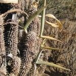 Hoodia gordonii Fruit
