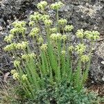 Sedum sediforme Hábito