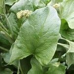 Chenopodium bonus-henricus Leaf