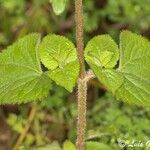 Ageratum conyzoides Feuille