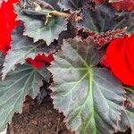 Begonia grandis Leaf