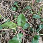 Persicaria chinensis Feuille