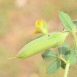 Lotus edulis Fruit