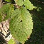 Ulmus rubra Leaf