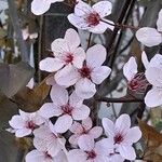 Prunus cerasifera Floro