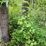 Acer glabrum Habitus