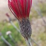 Onoseris hastata Flor