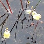 Utricularia minor Fiore