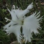 Dianthus arenarius Virág